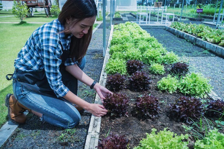 sampah dapur untuk pupuk, pupuk organik dari kulit pisang, manfaat ampas kopi untuk tanaman, cangkang telur untuk tanaman, ampas kelapa pupuk, berkebun ramah lingkungan, tips tanaman subur di rumah